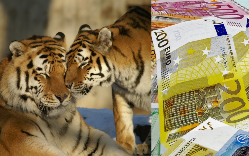 Oswajanie tygrysa? Banki proponują klientom „zakłady” o zmianę kursów walut i kuszą: zysk wyższy, niż na lokacie. Brać czy wiać?