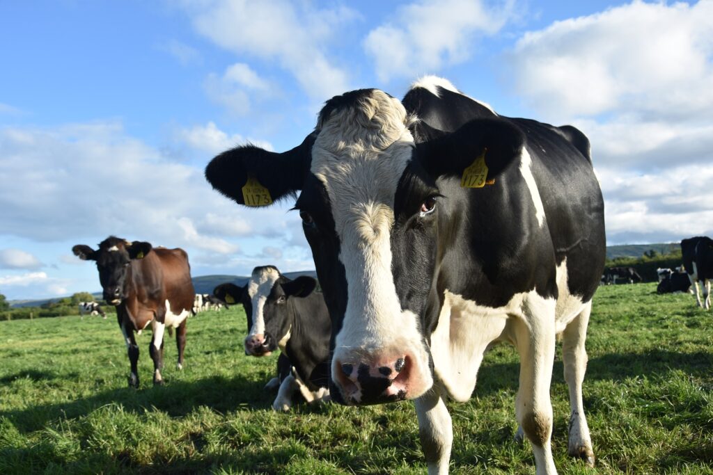 „Kup pan krowę”, czyli Farma Mleka obiecuje mi 16% zysku w skali roku. Inwestycja alternatywna godna uwagi? A może ktoś chce mnie… wydoić?