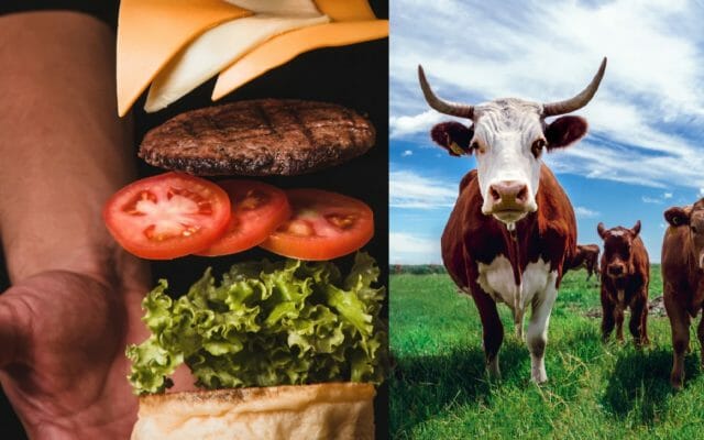 Czy ten wynalazek pomoże uratować burgery? Dobra wiadomość dla miłośników wołowiny. Pierdzenie krów ucichnie. Milczenie owiec zostanie. Będzie taniej