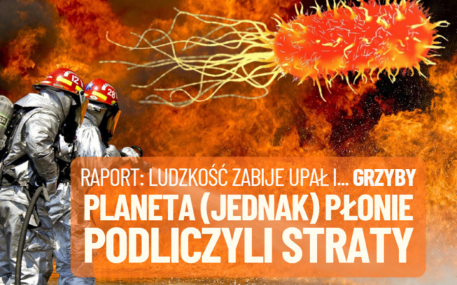 fale upałów planeta płonie