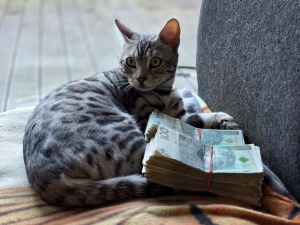 Kot bengalski i pieniądze
