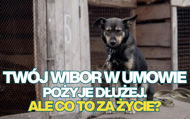 WIBOR pożyje dłużej. Ale co to za życie? Posiadacze kredytów zmiennoprocentowych oficjalnie mogą odetchnąć z ulgą. Kiedy kredyty POLSTR-owe?