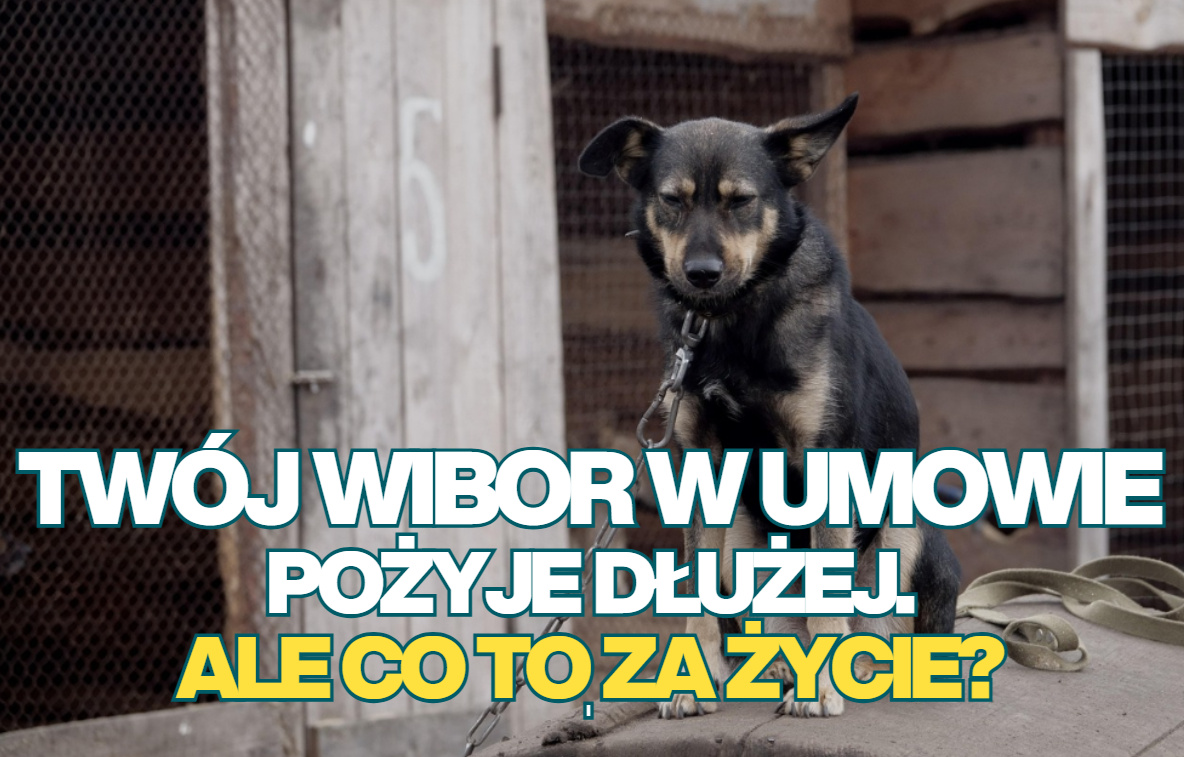 WIBOR pożyje dłużej. Ale co to za życie? Posiadacze kredytów zmiennoprocentowych oficjalnie mogą odetchnąć z ulgą. Kiedy kredyty POLSTR-owe?